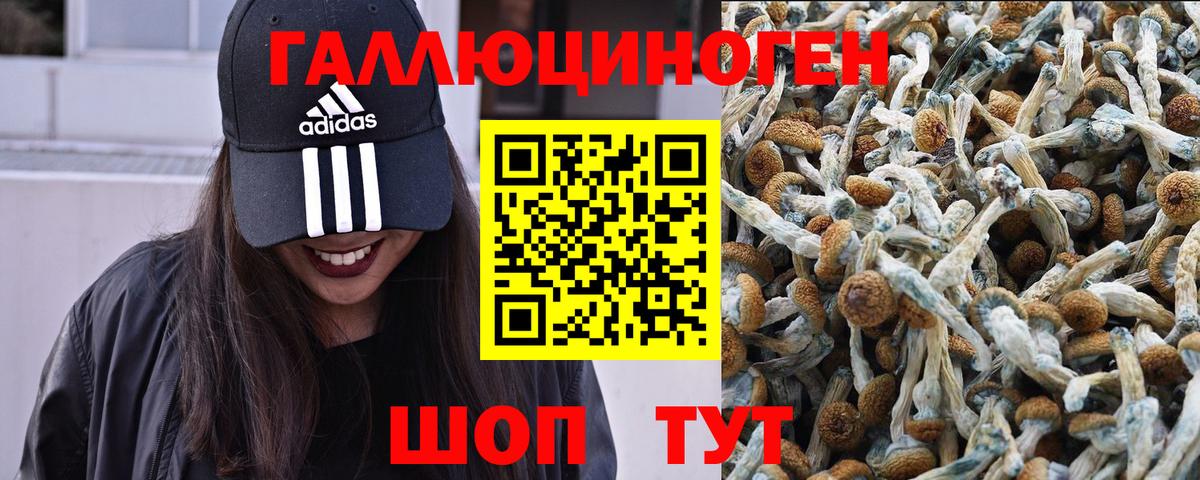 Псилоцибиновые грибы Psilocybine cubensis Гудермес
